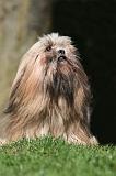 LHASSA APSO 120